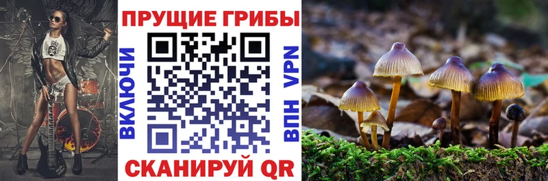 даркнет сайт Юрьев-Польский omg вход Псилоцибиновые грибы мицелий